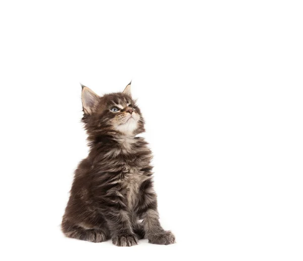 Mignon Maine Coon chaton levant les yeux — Photo
