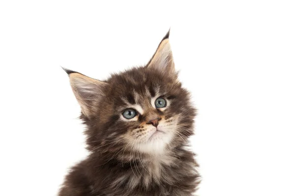 Ładny maine coon kitten portret — Zdjęcie stockowe