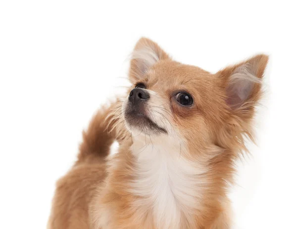 Langhaariger Chihuahua-Welpe aus nächster Nähe — Stockfoto