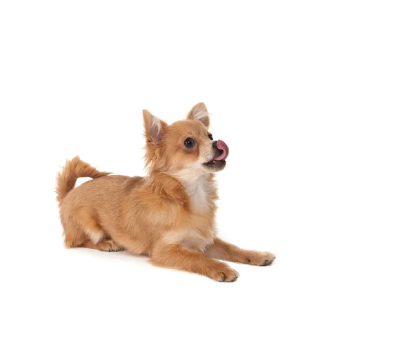 Long haired chihuahua puppy dog — Stock Photo, Image