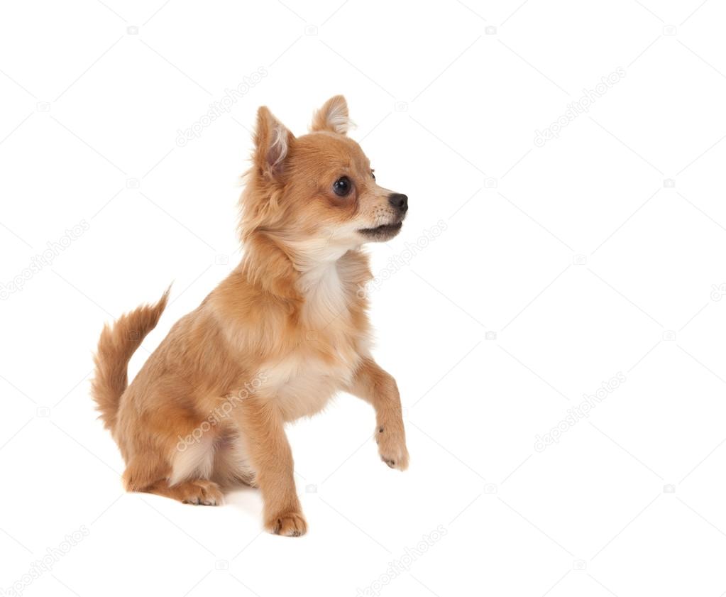 Chihuahua Bebe Images Libres De Droit Photos De Chihuahua Bebe Depositphotos