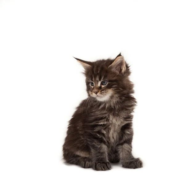 Lindo maine coon gatito — Foto de Stock