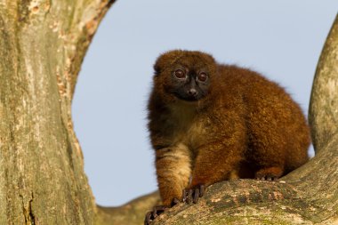 bir ağaçta kırmızı karınlı lemur (eulemur rubriventer)
