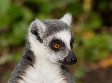 Ring-Tailed Maki (lemur catta) portre