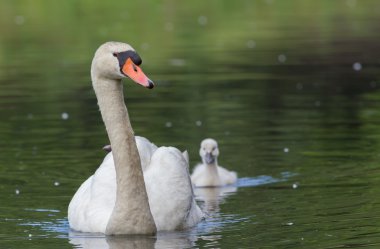 cygnet ile sessiz Kuğu
