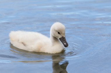 cygnet bir suda yüzen 