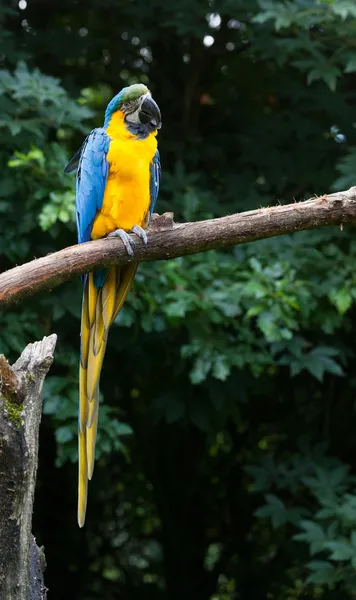 Primer plano de un loro guacamayo —  Fotos de Stock