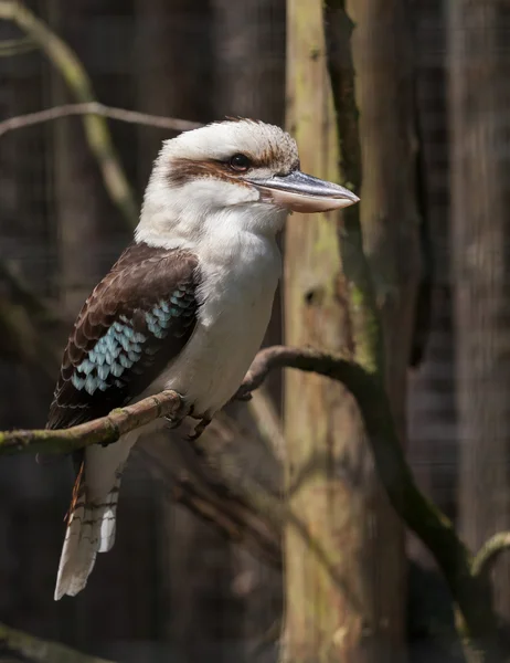 Kookaburra wznosi się na gałązka — Zdjęcie stockowe