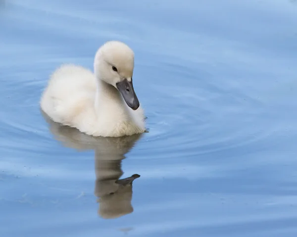 Cygnet jest pływanie w wodzie — Zdjęcie stockowe