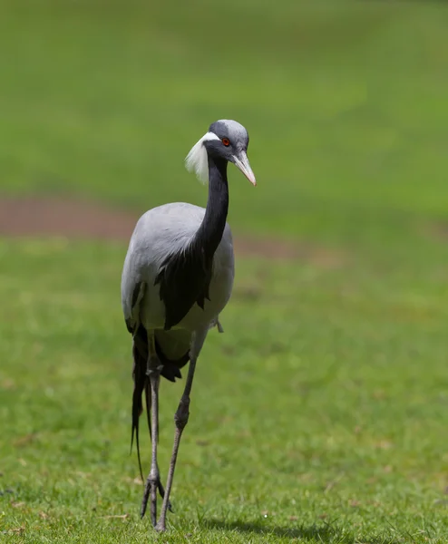 Motýlice lesklá crane (anthropoides virgo) — Stock fotografie