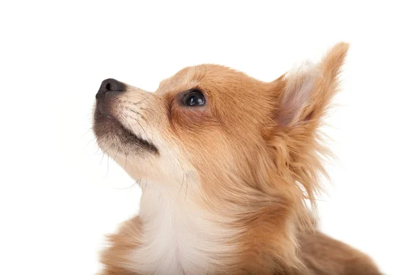 Cabelo comprido chihuahua cachorro cão olhando para cima — Fotografia de Stock