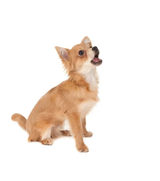 Long haired chihuahua puppy dog — Stock Photo, Image