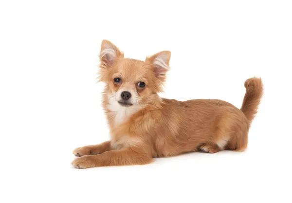 Langharige chihuahua puppy hondje — Stockfoto