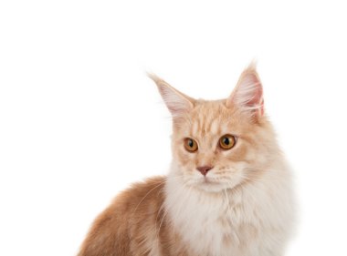 Kırmızı maine coon portre