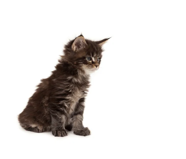 Schattig maine coon kitten — Stockfoto