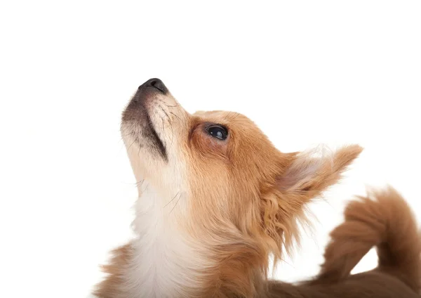 Long haired chihuahua puppy dog looking up — Stock Photo, Image