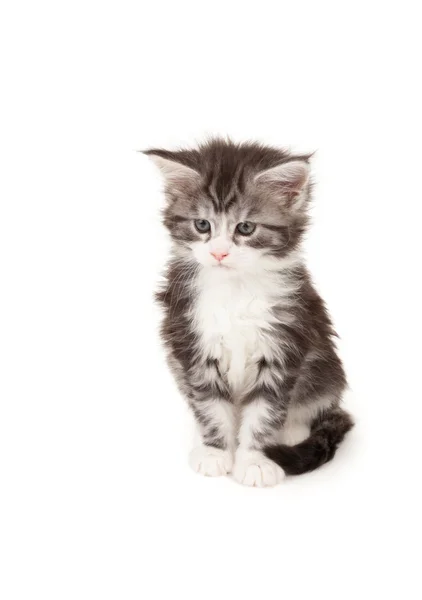 Cute Maine Coon kitten — Stock Photo, Image