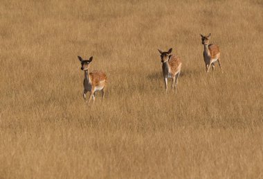 Fallow deer, dama dama, walking on meadow