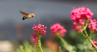 Sinekkuşu Şahin Güvesi (Macroglossum stellatarum) bahçedeki çiçekten nektar emiyor