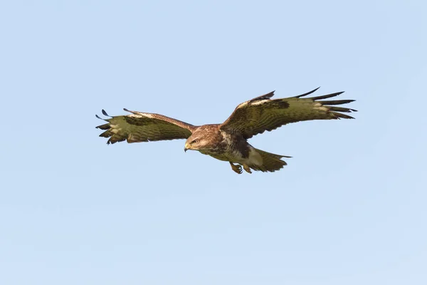 在蓝天飞行的秃鹰 — 图库照片