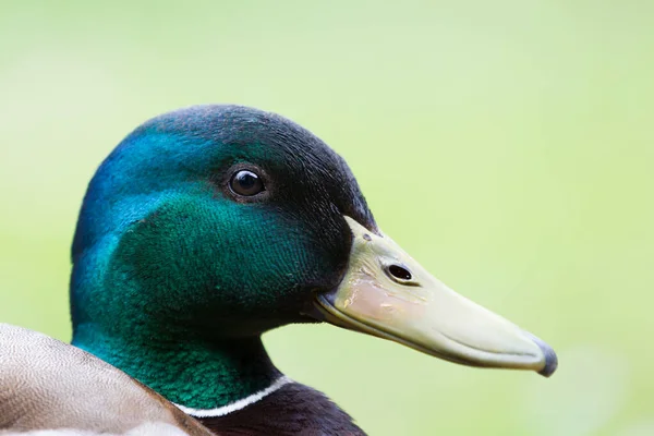 Πορτρέτο Mallard Αγριόπαπιας Anas Platyrhynchos — Φωτογραφία Αρχείου