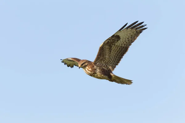 Buzzard Vol Contre Ciel Bleu — Photo