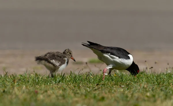 Oystercatcher Chick Grass Field — Fotografia de Stock