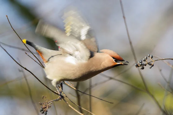 Bohemian Waxwing Reaching Berry — Stock Photo, Image