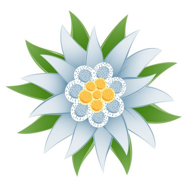 Edelweiss (Leontopodium alpinum)