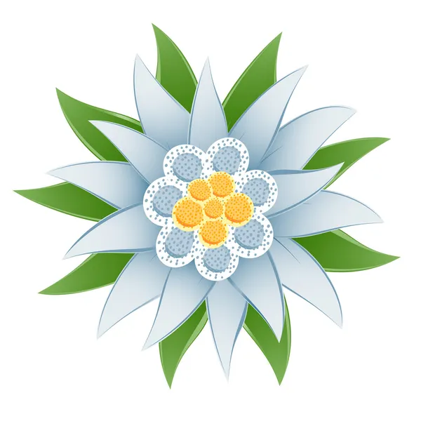 Edelweiss (Leontopodium alpinum) — Stock Vector