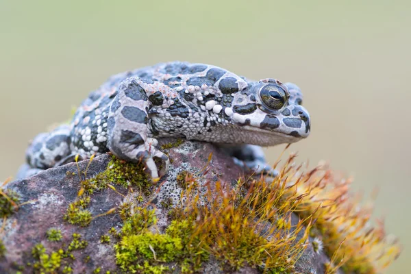 Bufo virdis — Stock Photo, Image