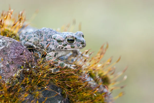 Bufo virdis — Stock Photo, Image