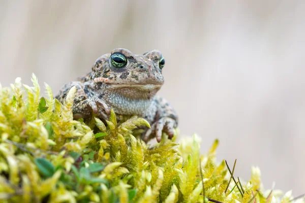 : Bufo calamita — Zdjęcie stockowe