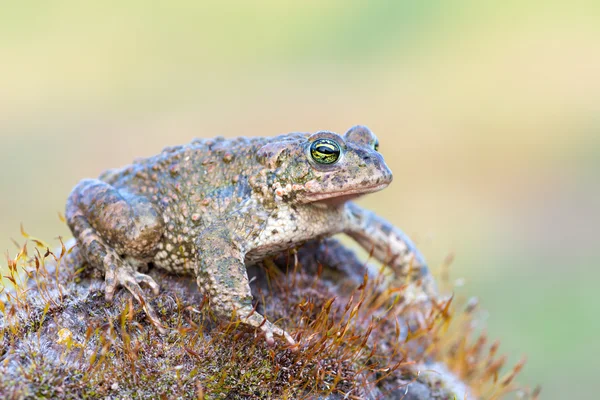 Bufo calamita — Stockfoto