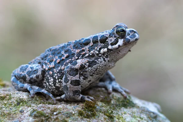 Bufo virdis — Stock Photo, Image