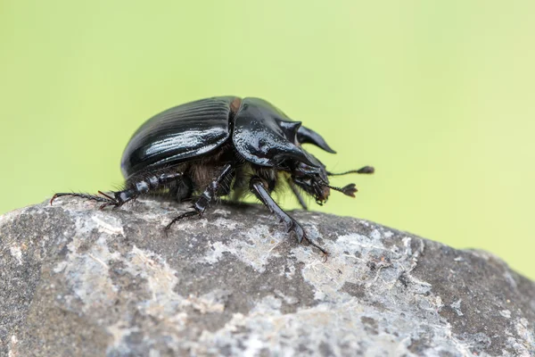 Typhaeus typhoeus — Stockfoto