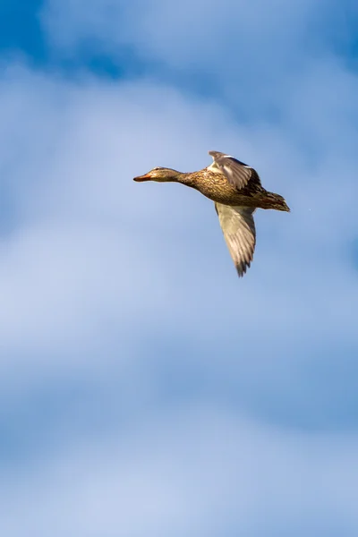 Flying duck — Stock Photo, Image