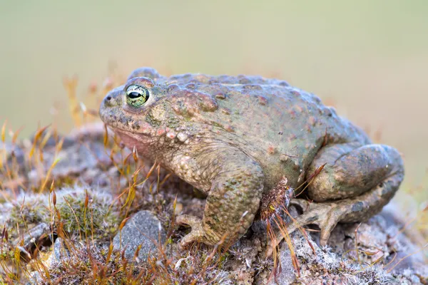 Bufo calamita — Foto de Stock