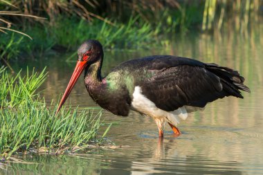 Kara Leylek - Ciconia zencisi
