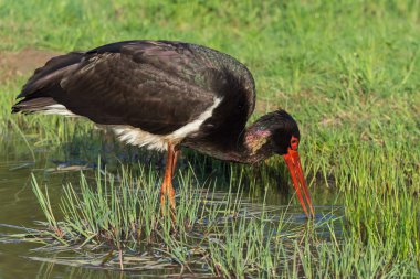 Kara Leylek - Ciconia zencisi