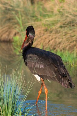 Kara Leylek - Ciconia zencisi