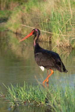 Kara Leylek - Ciconia zencisi