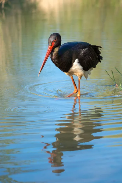 Svart stork - Ciconia nigra — Stockfoto