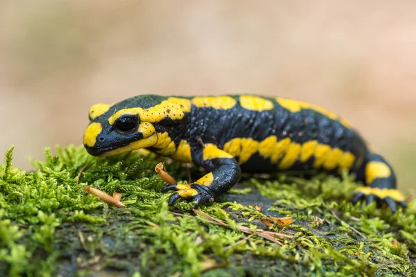 Salamandra de fogo — Fotografia de Stock