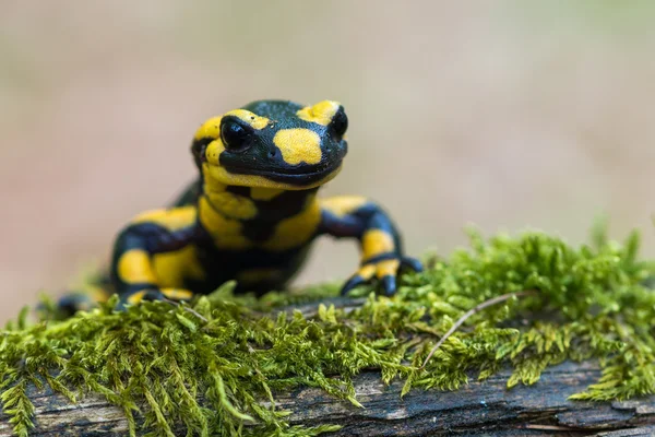 Fire salamander — Stock Photo, Image