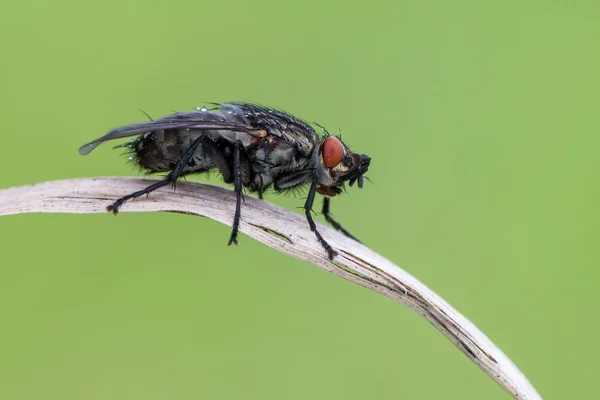 A great fly — Stock Photo, Image