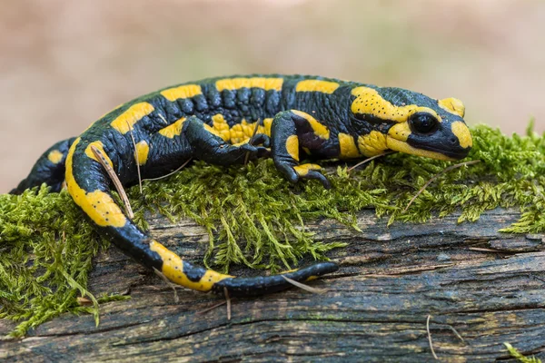 Vuursalamander Stockfoto