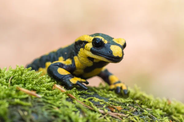 Salamander Stock Photos, Royalty Free Salamander Images | Depositphotos Salamander Stock Photos, Royalty Free Salamander Images | Depositphotos