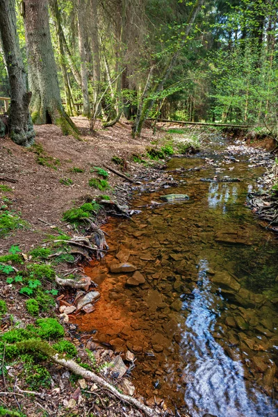 Flod i en skog — Stockfoto