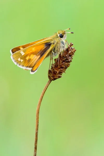 Silver-fläckig skeppare — Stockfoto